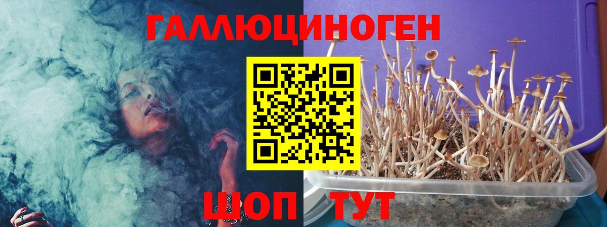 Гудермес  Псилоцибиновые грибы Cubensis  Вход с VPN  Псилоцибиновые грибы GOLDEN TEACHER 